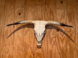 Scottish Highland Skull - No Shipping | Forage Girls Farm