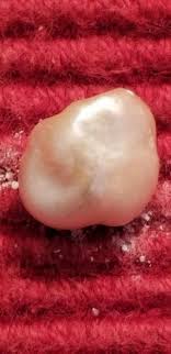 The oldest known fossil pearls are over 200 million years ...