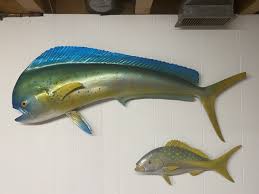 40" Mahi Mahi Half Mount | eBay