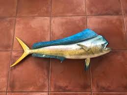 dolphin fish mount for Sale in Hollywood, FL - OfferUp