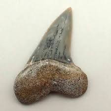 Scapanorynchus texanu F219