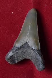 Isurus sp - JSD FOSSILES
