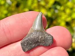 Belgium Fossil Mako Sharks Tooth Isurus retroflexus Pliocene Shark Teeth | eBay