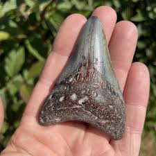 Fossil Megalodon Shark Tooth 23-3.6Million Years Old S.Carolina USA | eBay