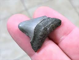 1 INCH REAL MEGALODON SHARK TOOTH SMALL FOSSIL RELIC GIANT GENUINE DARK BABY MEG | eBay