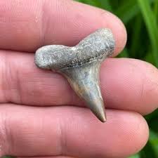 Fossilized Tuna Fish Vert, Calvert Formation, Calvert Cliffs, Maryland - Etsy