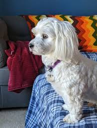 I finally know for sure what my rescue is! : r/CavaPoo