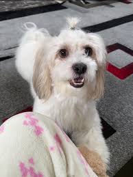 Hello everyone, MY DOG WENT MISSING this morning around 10:30AM. He's a small mixed-breed Malshi (Maltese/Shih Tzu), slightly bigger than the average white dog with a few light brown spots. Also, his