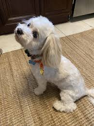 Childhood dog passed last night. Remembering her as the squirrel hating, carrot eating dictator she was would be nice. : r/redditgetsdrawnbadly