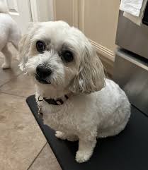 Got this little guy about 4 months ago. He's super playful and super sweet but not really affectionate. Previous owner told me he was havanese but he doesn't act like it sometimes