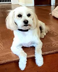 ✨Please stop a minute and read what some of our wonderful volunteers have to say about fostering!✨ Have you ever considered fostering? As a foster family for dogs for over 10 years,