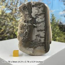 Fossils - (Stromatolite fossil – cotham marble algal ...