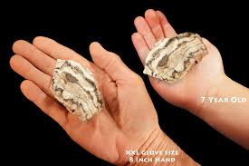 ZEBRA ONYX 2″ 2-3 Oz Rough Extra Large Rough Rock Mineral ...