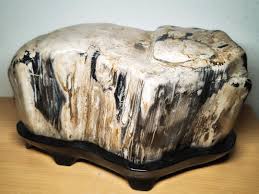 Suiseki Bonseki Bonsai Viewing Stone Petrified Wood 16kg ...