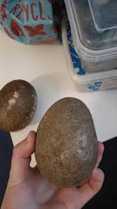 Dinosaur eggs? : r/fossils