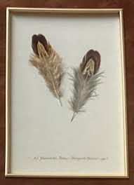 VTG Nancy J Shumaker Pallan Original Wall Art, Pheasant's ...