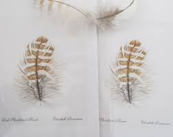 Red-shouldered Hawk Feather (mini Print) - Etsy