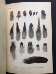 Gonadectomy, in relation to the Secondary Sexual Characters ...