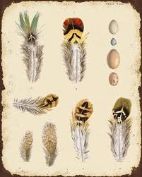 Vintage Feather Study - D Fine Art Print by Jean Plout at ...
