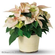 Pink Poinsettia Flower Delivery National City CA - Flowers ...
