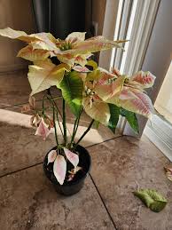 I know you are all sick of poinsettia questions. But any ...