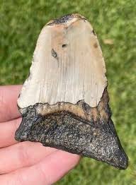 Fossil Megalodon Sharks Tooth BIG 3.3” Meg Meglodon Miocene ...