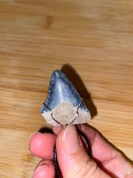 Blue Bone Valley Megalodon Tooth Pendant - Florida - Etsy
