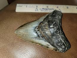 Megalodon Shark Tooth Collection and Purchase in North Carolina