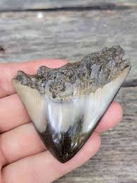 Bargain Polished 90 Percent Complete Megalodon Shark Tooth 3 ...