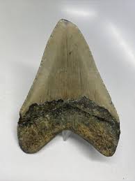 4 INCH REAL MEGALODON SHARK TOOTH FOSSIL EXTINCT GIANT GENUINE LIGHT GRAY TEETH | eBay
