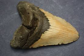 5.41" Large Megalodon Shark Tooth Fossil | eBay
