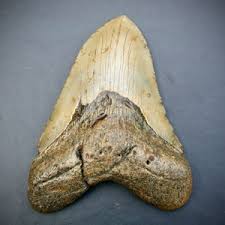 3 Fossil Alligator Scutes *free Shipping* (pleistocene Ice Age Fossils, Alligator Mississippiensis) - Etsy