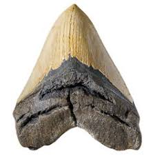 Genuine Megalodon Shark Tooth in Display Box (342.5 grams) For Sale at 1stDibs