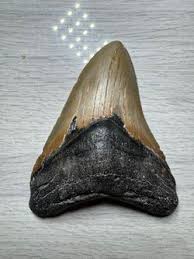 Shark Tooth for Sale in Boca Raton, FL - OfferUp