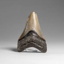 Genuine Megalodon Shark Tooth in Display Box (37.3 grams) — Astro Gallery of Gems