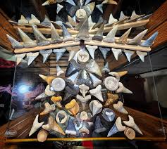 Can't wait to add this to my personal collection. Bonnethead shark skull. Should be ready to ship soon! Preserved by a friend of mine