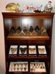 5.1 inch Cuban Megalodon Tooth - Member Collections - The Fossil Forum
