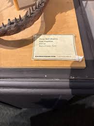 A skull that resembles Rex from Toy Story has been found in Texas. The over 280 million-year-old amphibian skull will be displayed at the Texas Through Time Fossil Museum. Can't travel to