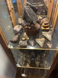 New fossil display with mammoth tooth stand