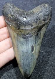 Weston Collections | eBay Stores