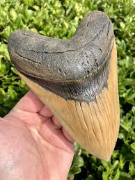 Megalodon Shark Tooth 6.25” Massive Serrated Beautiful Fossil Shark Teeth | eBay