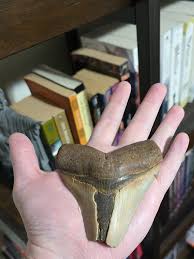 What would you realistically pay for this meg tooth? : r/fossils