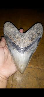 Indonesian Meg Teeth - Is It Real? How to Recognize Fossil Fabrications - The Fossil Forum