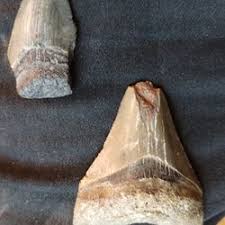 Shark Teeth for Sale in San Antonio, TX - OfferUp