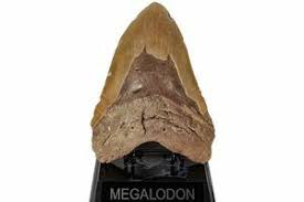 Fossils For Sale - FossilEra.com