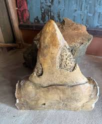 megalodon – търсене / X