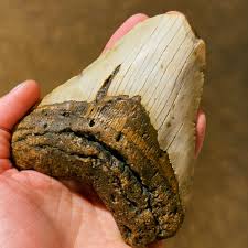 Our fossils are a great way to take a piece of history home with you! Whether you are a collector and just love unique finds, our fossils carry stories of the past!