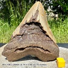 Fossilised copal with inclusions, pleistocene madagascar, certified – My Lost Gems™