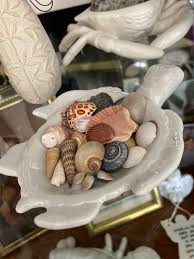 How I Display My Tiniest Seashells | by Robin MS | Medium