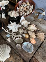 A large collection of weathered seashells and coral - Belle ...